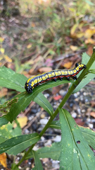 Cucullia convexipennis