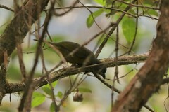 Chlorothraupis stolzmanni