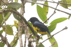 Bangsia melanochlamys