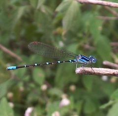 Argia gaumeri