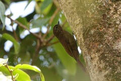 Glyphorynchus spirurus