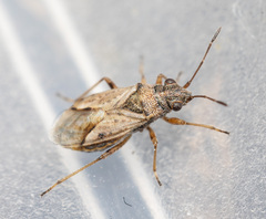Nysius thymi