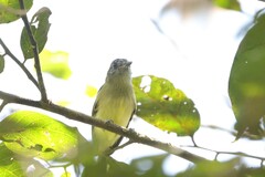 Leptopogon superciliaris