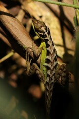 Anolis notopholis