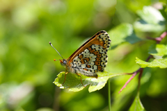 Melitaea cinxia
