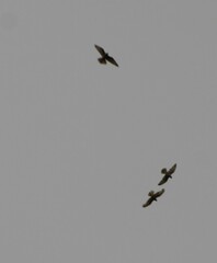 Falconiformes