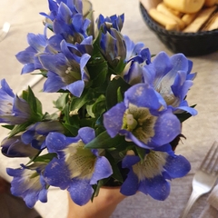 Gentiana scabra