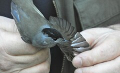 Sylvia atricapilla