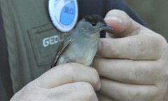 Sylvia atricapilla