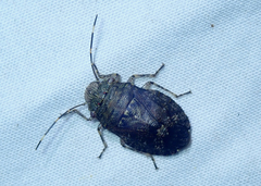 Colpocarena