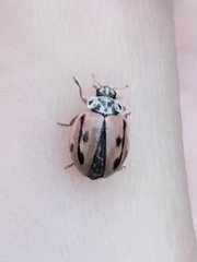 Mulsantina hudsonica