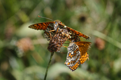Melitaea cinxia