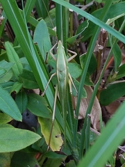 Euconocephalus varius