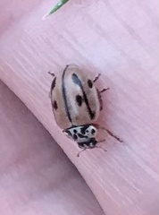 Mulsantina hudsonica