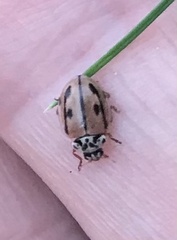Mulsantina hudsonica