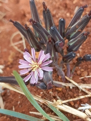 Launaea nana