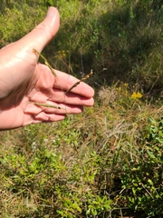 Paspalum floridanum