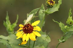 Helianthus laciniatus