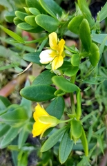 Roepera billardierei