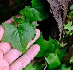 Delairea odorata