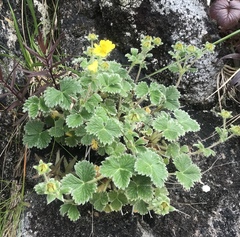 Potentilla villosa