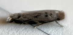 Erechthias zebrina