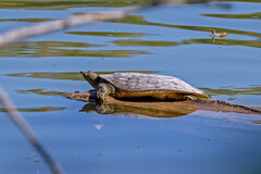 Apalone spinifera spinifera