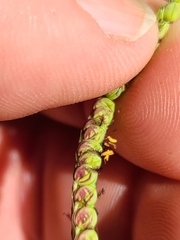 Paspalum floridanum
