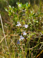 Lobelia brevifolia