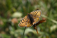 Melitaea cinxia