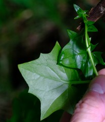 Delairea odorata