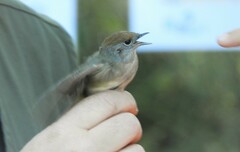 Sylvia atricapilla