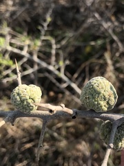 Maclura africana