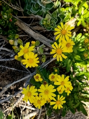Senecio pinnatifolius