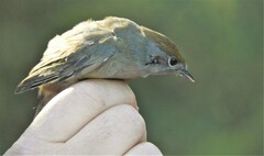 Sylvia atricapilla