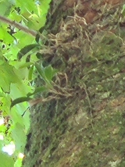 Epidendrum conopseum