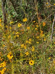 Coreopsis gladiata