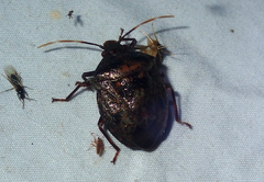 Antiteuchus mixtus