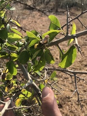 Maclura africana