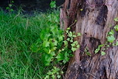 Delairea odorata