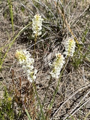 Stackhousia monogyna