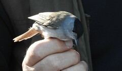 Sylvia atricapilla