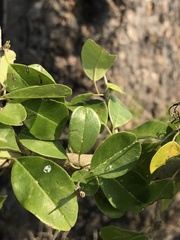 Maclura africana
