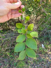 Styrax americanus