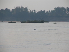 Orcaella brevirostris