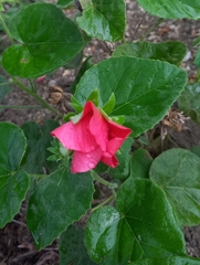 Hibiscus martianus