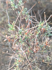 Anthyllis hermanniae