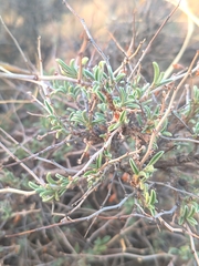Anthyllis hermanniae