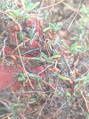 Anthyllis hermanniae