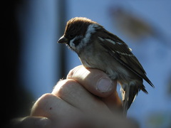 Passer montanus